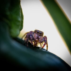 May include: A small jumping spider with a dark purple and black body, featuring prominent eyes and light-colored hairs around its face, is positioned on a dark green leaf while holding a small brown insect in its front legs.