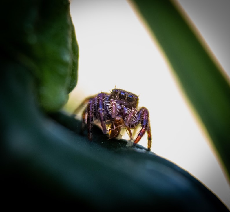 May include: A small jumping spider with a dark purple and black body, featuring prominent eyes and light-colored hairs around its face, is positioned on a dark green leaf while holding a small brown insect in its front legs.