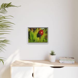 Among the Green | Original Lady Beetle Photography imagen 7