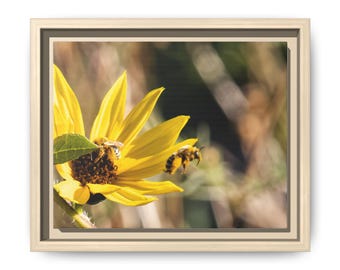 Golden Hour Bee Photography Print | Yellow Wildflower Wall Art (Framed)