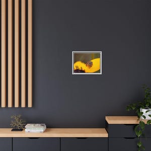 Goldene Neugier | Originalfotografie der Springspinne Bild 8