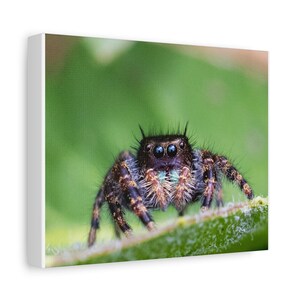 A Curious Perspective | Original Jumping Spider Photography (No frame) zdjęcie 2