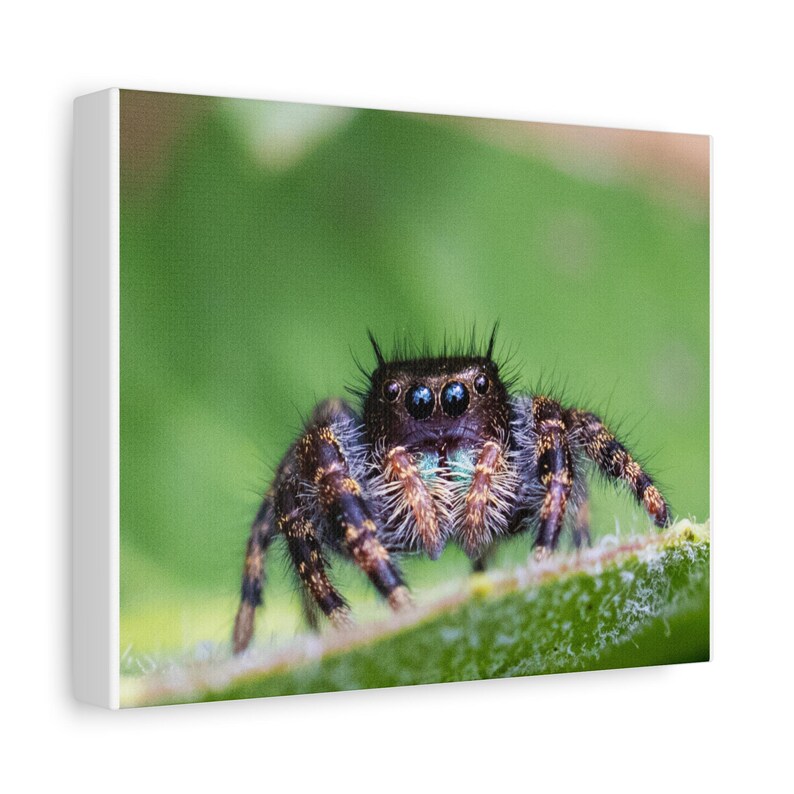 A Curious Perspective | Original Jumping Spider Photography (No frame) zdjęcie 2