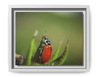 Red Lady Beetle Macro Photography Print | Nature Wall Art (Cotton Canvas)
