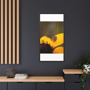Goldene Neugier | Originalfotografie der Springspinne Bild 16