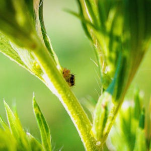 May include: A tiny, light-colored spider with dark markings rests on the bright green stem of a plant. The spider is positioned near the junction of the stem and a leaf, showing fine hairs on its body and legs against the vibrant green foliage.