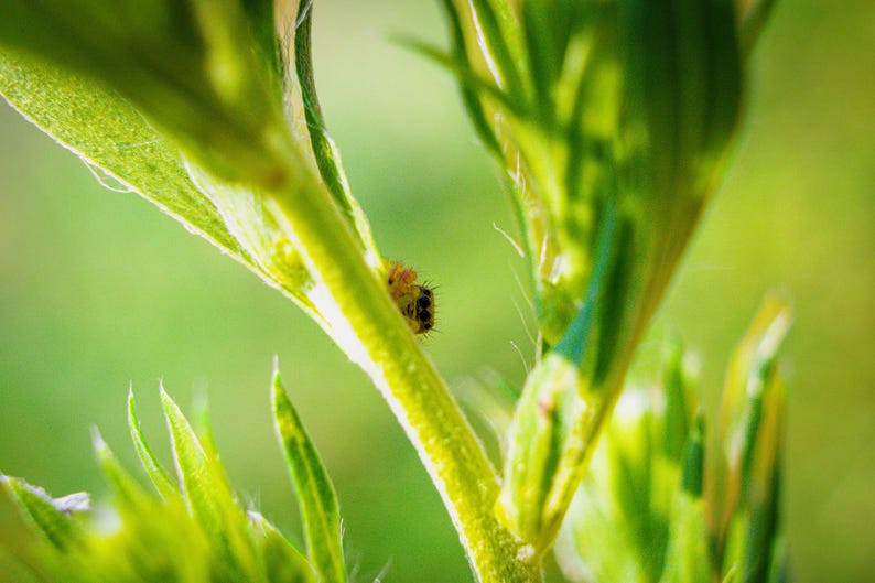 May include: A tiny, light-colored spider with dark markings rests on the bright green stem of a plant. The spider is positioned near the junction of the stem and a leaf, showing fine hairs on its body and legs against the vibrant green foliage.