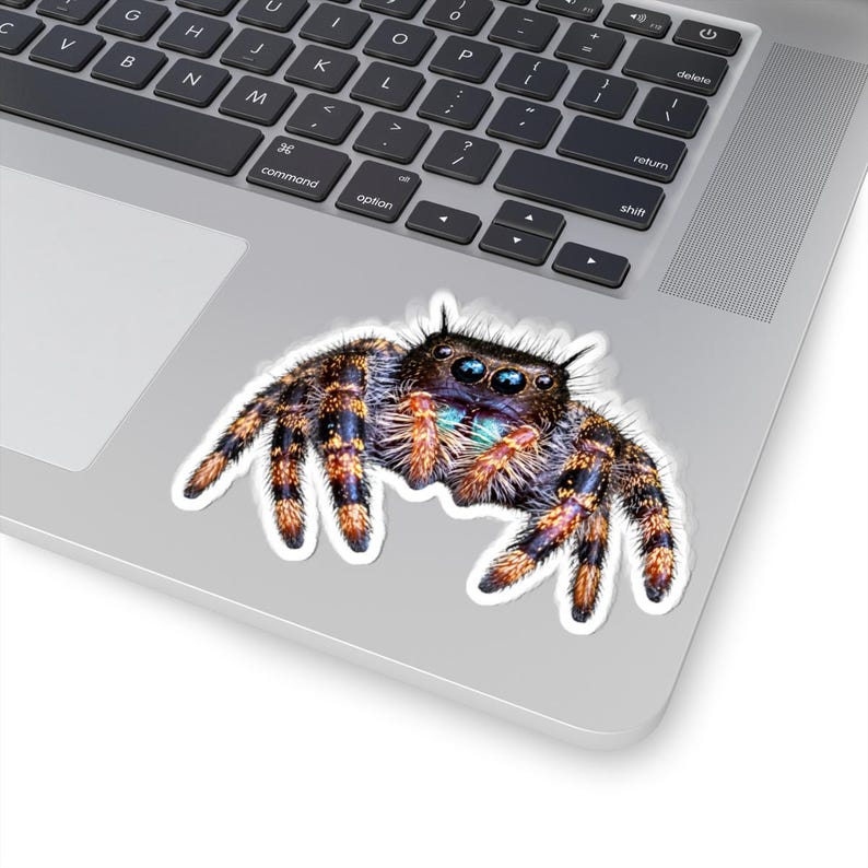 A Curious Perspective | Original Jumping Spider Photography Sticker image 2