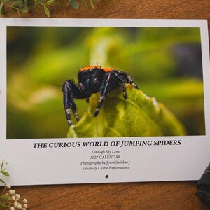 May include: A 2027 wall calendar titled The Curious World of Jumping Spiders, featuring a photograph of a black spider with an orange head on a green leaf. The text includes Through My Lens, 2027 Calendar, Photography by Jenni Salisbury, and Salisbury Castle Explorations.