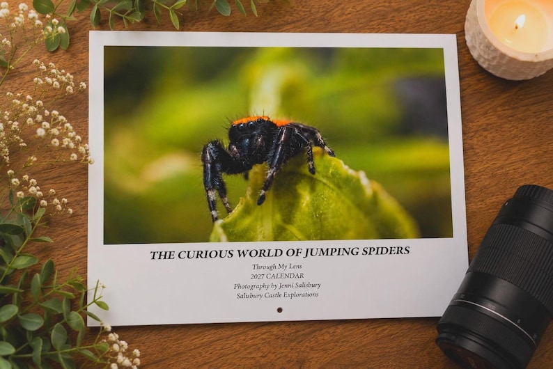 May include: A 2027 wall calendar titled The Curious World of Jumping Spiders, featuring a photograph of a black spider with an orange head on a green leaf. The text includes Through My Lens, 2027 Calendar, Photography by Jenni Salisbury, and Salisbury Castle Explorations.