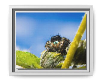 May include: A framed wall art print featuring a macro photograph of a small, dark, fuzzy jumping spider with iridescent teal-coloured mouthparts resting on a green plant bud against a bright blue sky background with soft white clouds.