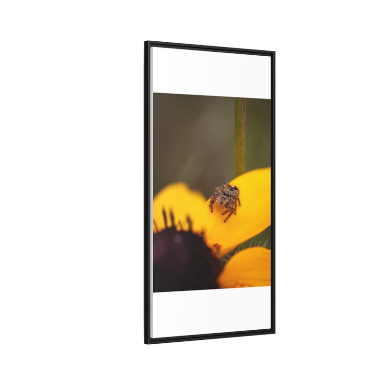 Goldene Neugier | Originalfotografie der Springspinne Bild 10