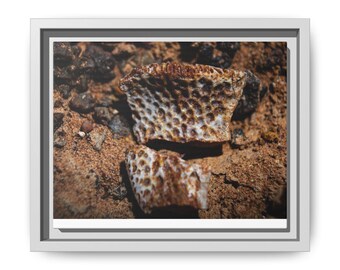 May include: Two fossilised fragments featuring a distinct honeycomb-like pattern with deep brown and cream-coloured textures. The pieces exhibit a porous, cellular structure with irregular edges, set against a coarse, earthy, and granular ground.