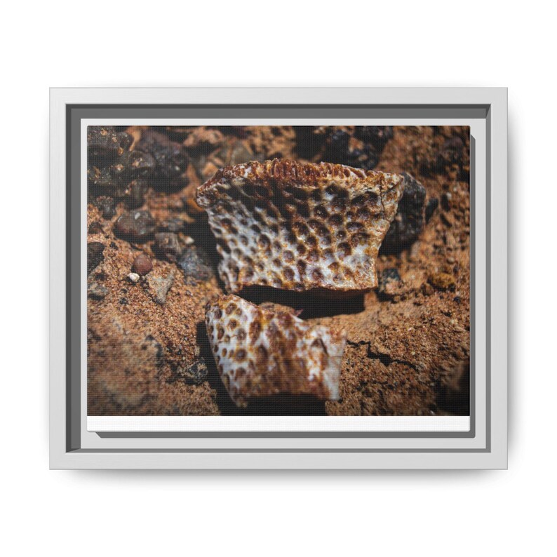 Ancient Armor | Fossil Photography Canvas Print | Prehistoric Natural History Wall Art image 1
