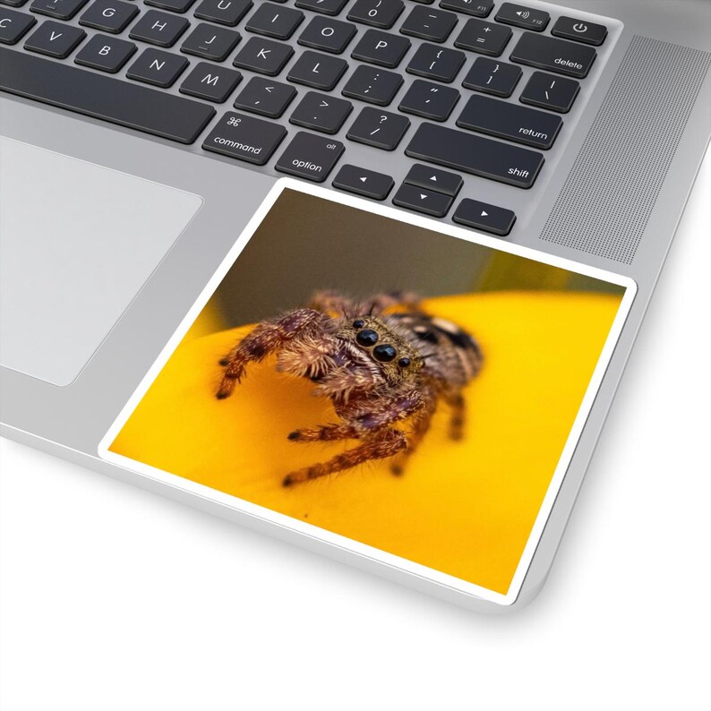 Golden Curiosity | Original Jumping Spider Photography Sticker 画像 5