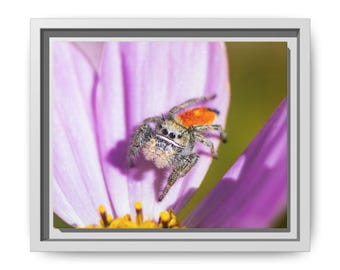 Macro Jumping Spider on Purple Flower | Arachnid Lover Wall Art (Print)
