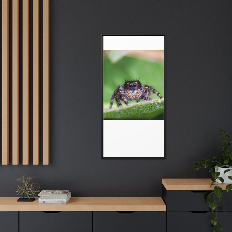 A Curious Perspective | Original Jumping Spider Photography image 12