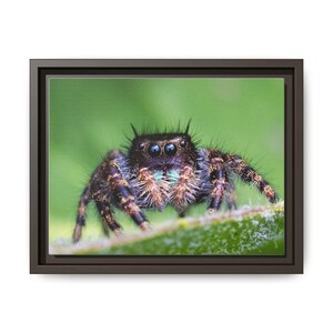 A Curious Perspective | Original Jumping Spider Photography image 17