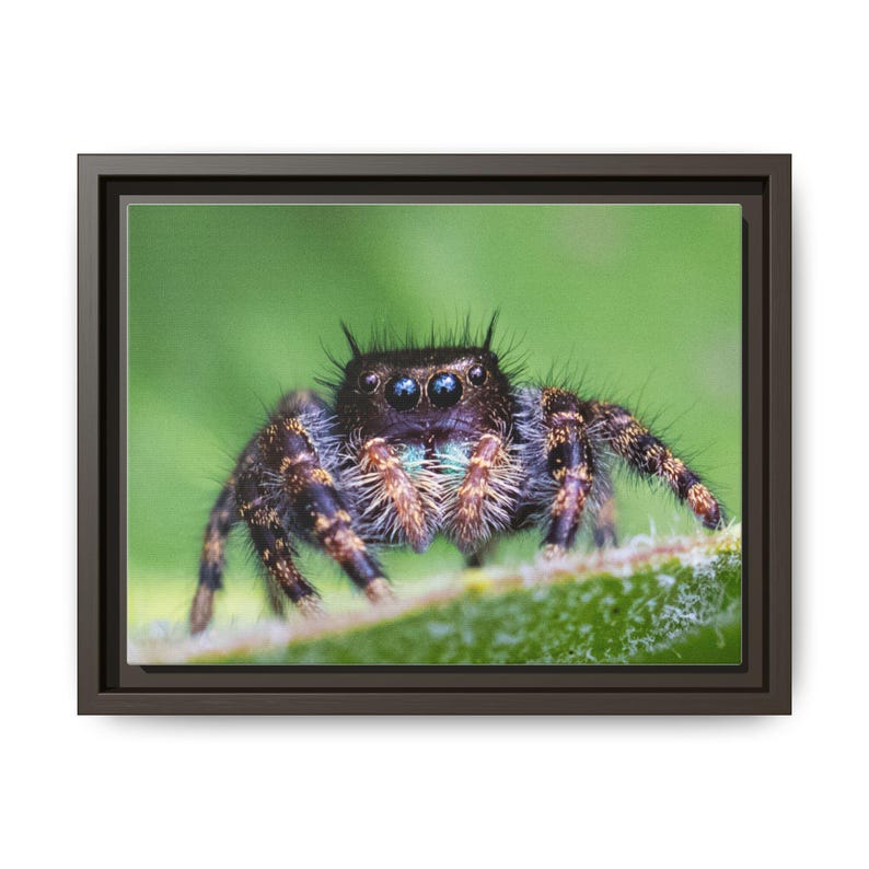A Curious Perspective | Original Jumping Spider Photography image 17