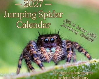 2027 Jumping Spider Wall Calendar | Original Macro Photography (Physical Product)