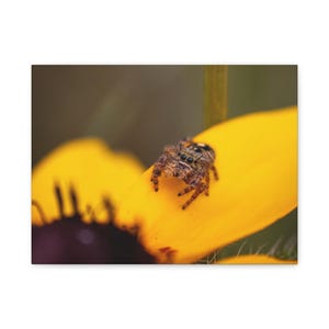 Golden Curiosity | Jumping Spider Photography Canvas Print | Macro Nature Wall Art | Wildlife Photography image 6