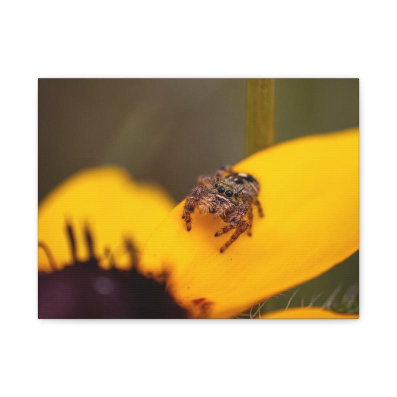 Golden Curiosity | Jumping Spider Photography Canvas Print | Macro Nature Wall Art | Wildlife Photography image 6