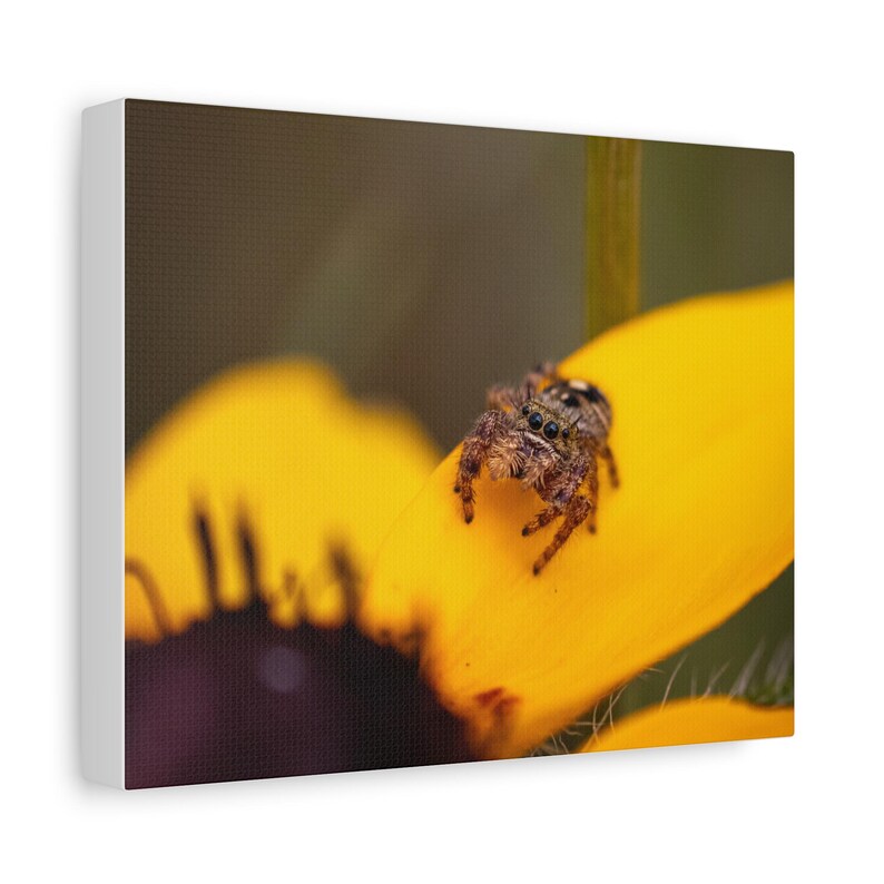 Golden Curiosity | Jumping Spider Photography Canvas Print | Macro Nature Wall Art | Wildlife Photography image 2