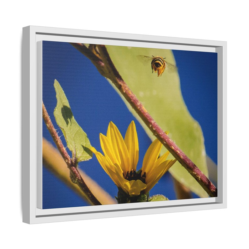 Entre las flores / Fotografía de naturaleza original imagen 6