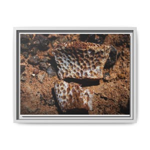 Ancient Armor | Fossil Photography Canvas Print | Prehistoric Natural History Wall Art image 4
