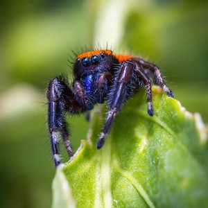 May include: A jumping spider with a vibrant orange stripe across its head, dark purple and black hairy legs, and a metallic blue patch near its eyes. The spider has multiple visible eyes and is positioned on a bright green leaf surface.
