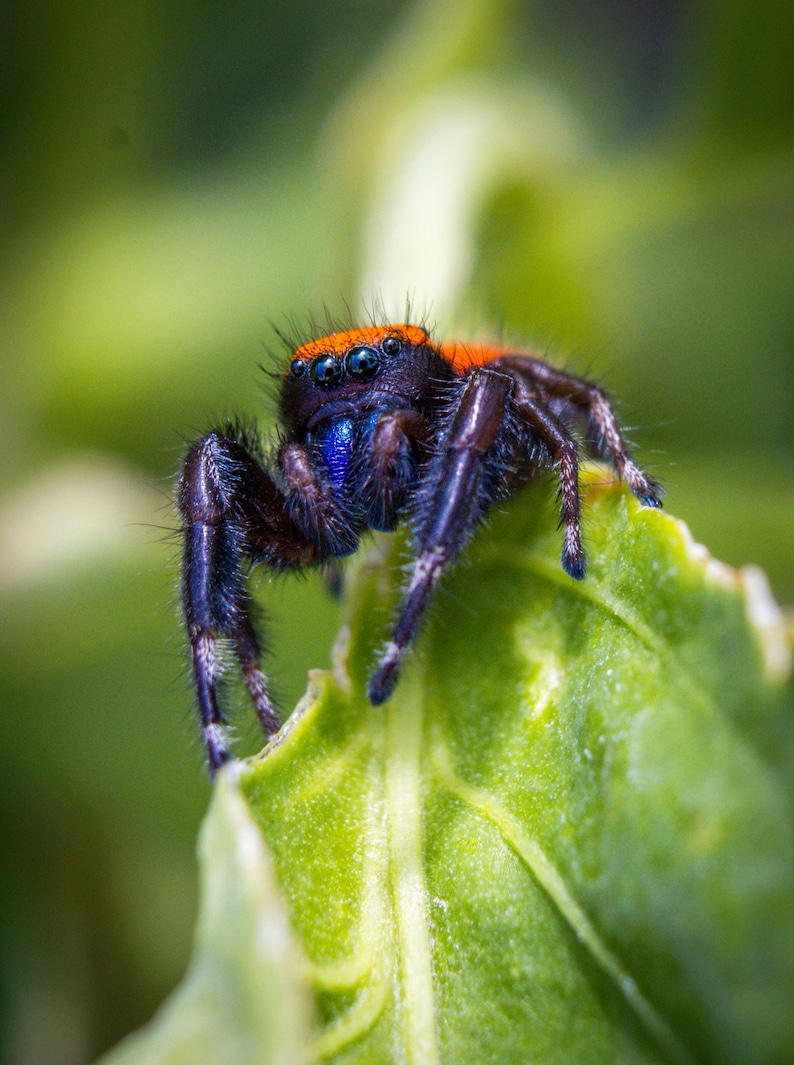 May include: A jumping spider with a vibrant orange stripe across its head, dark purple and black hairy legs, and a metallic blue patch near its eyes. The spider has multiple visible eyes and is positioned on a bright green leaf surface.