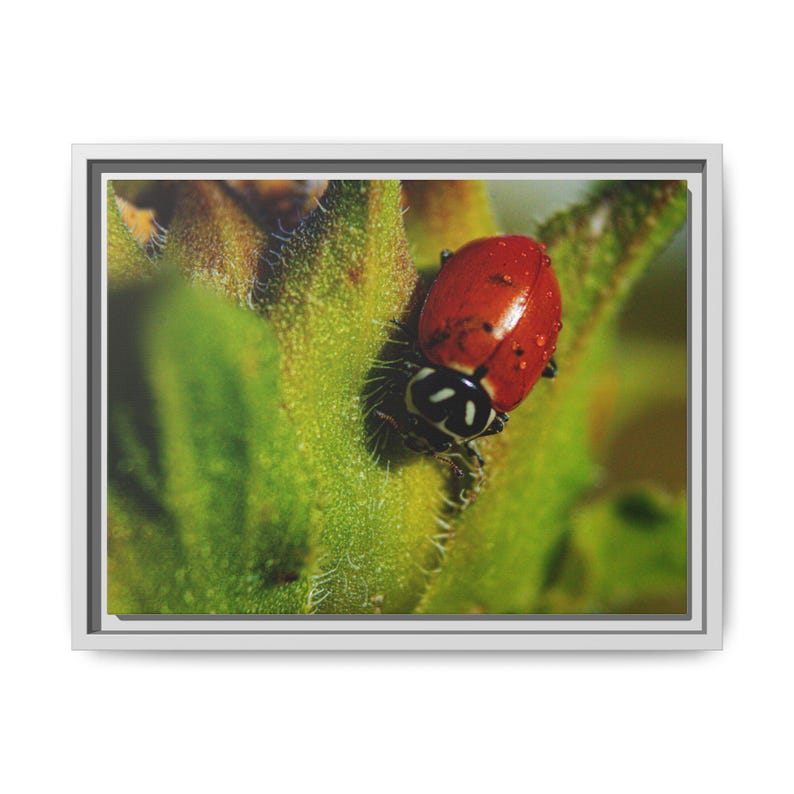 Among the Green | Original Lady Beetle Photography imagen 5