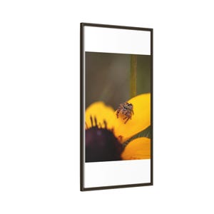 Goldene Neugier | Originalfotografie der Springspinne Bild 14