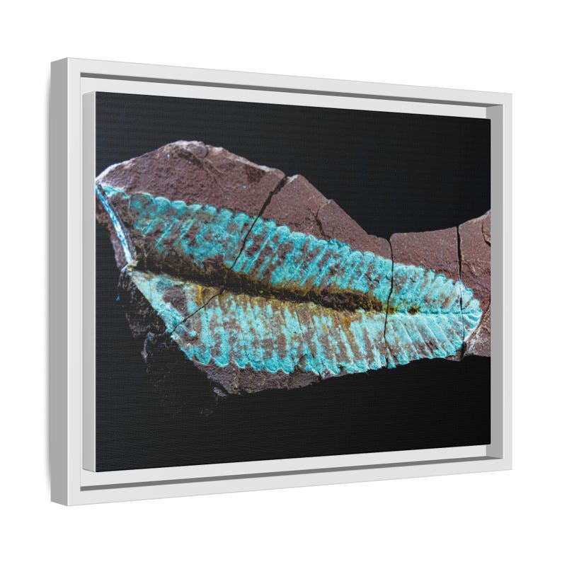 Spuren urzeitlichen Lebens | Leinwanddruck mit Fossilienfotografie | Wandbild zur prähistorischen Naturgeschichte Bild 6
