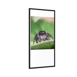 A Curious Perspective | Original Jumping Spider Photography image 10