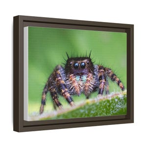 A Curious Perspective | Original Jumping Spider Photography image 18