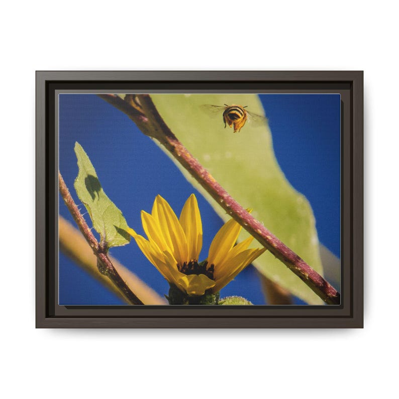 Entre las flores / Fotografía de naturaleza original imagen 17