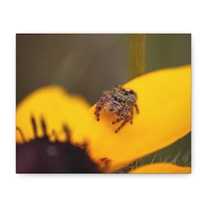 Golden Curiosity | Jumping Spider Photography Canvas Print | Macro Nature Wall Art | Wildlife Photography image 1