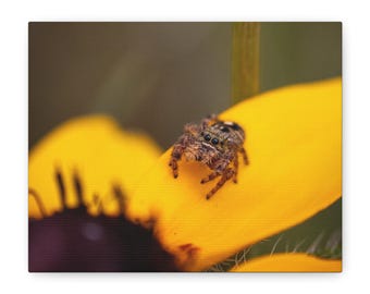 May include: A small, fuzzy brown jumping spider with visible dark eyes resting on a bright yellow flower petal. The spider has multiple legs and a textured body, positioned near the dark center of the flower, captured in sharp detail.