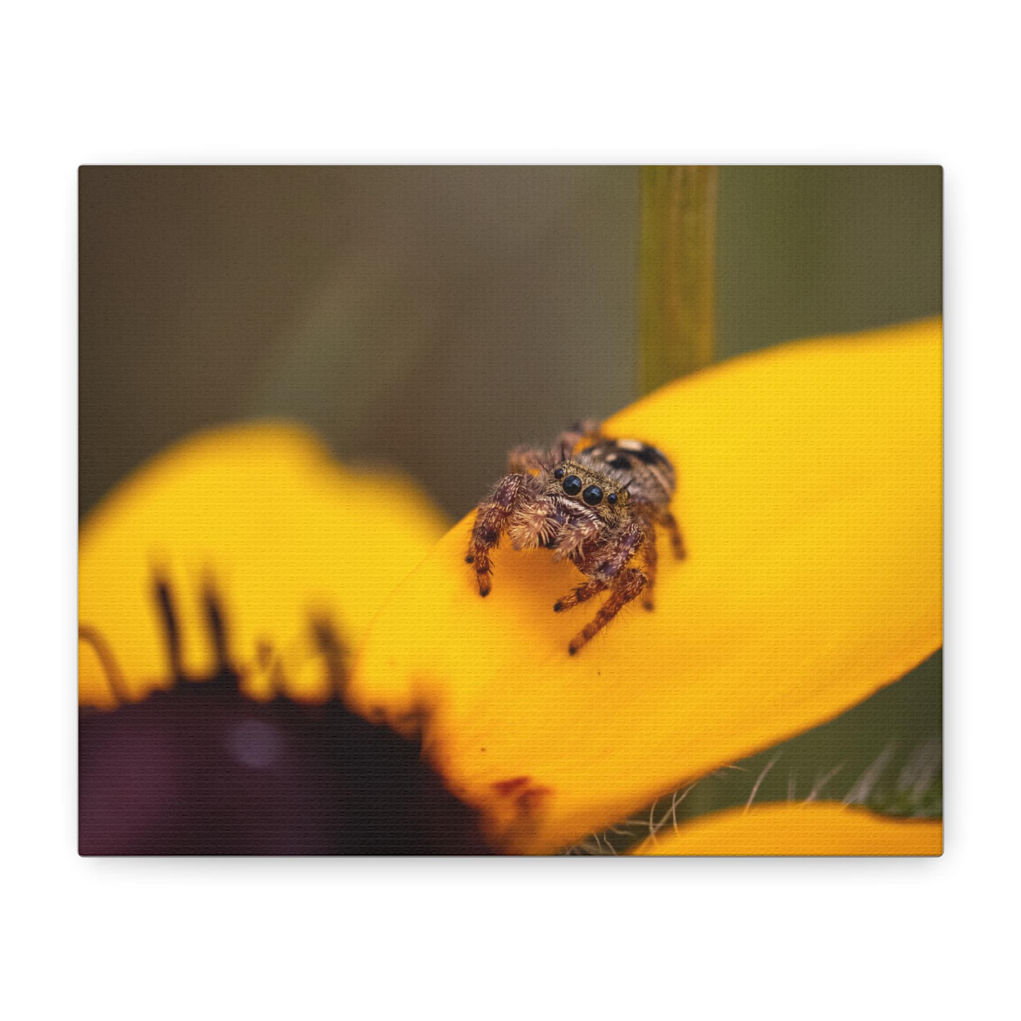 A jumping spider exploring a vibrant yellow flower petal.