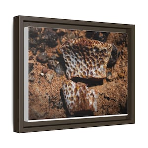 Ancient Armor | Fossil Photography Canvas Print | Prehistoric Natural History Wall Art image 18