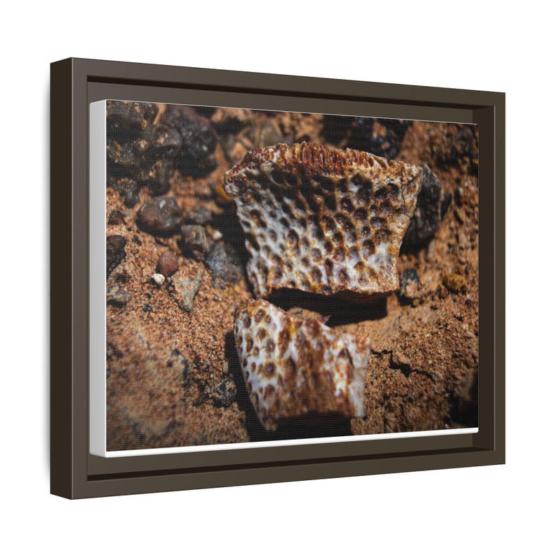 Ancient Armor | Fossil Photography Canvas Print | Prehistoric Natural History Wall Art image 18