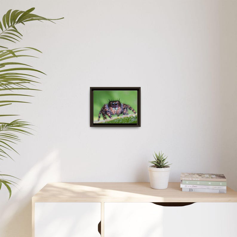 A Curious Perspective | Original Jumping Spider Photography image 19