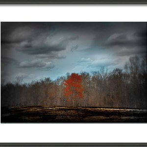 Landscape Photograph Burned Ground Landscape Red Tree Photograph, Forest Orange Tree Teal Sky and Clouds Wall Art Color Art Print image 3