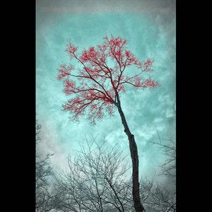 Teal and Red Art Landscape Tree Photograph, Forest Teal Home Decor Wall Art Color Art Print image 1