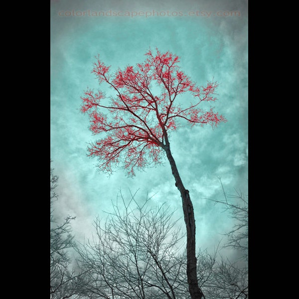 Teal y rojo arte - paisaje árbol fotografía, bosque - Teal Home Decor - arte Color de pared lámina de arte