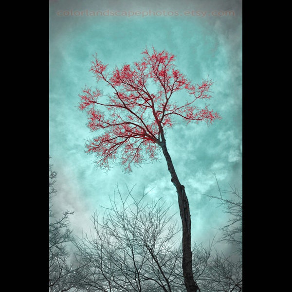 Teal and Red Art -Landscape Tree Photograph, Forest - Teal Home Decor - Wall Art Color Art Print