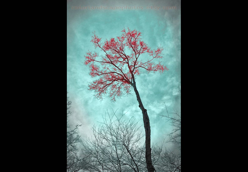 Teal and Red Art Landscape Tree Photograph, Forest Teal Home Decor Wall Art Color Art Print image 1