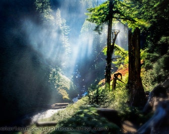 Redwood Forest Landscape Photograph - Mist and Redwoods with Sunbeams Photograph, British Columbia, Canada - Misty Redwood Tree Art Print