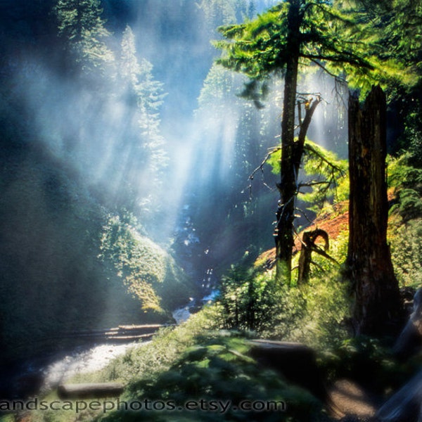 Fotografía de paisaje de bosque de secoyas - Fotografía de niebla y secoyas con rayos de sol, Columbia Británica, Canadá - Árbol de secoya brumoso Lámina artística
